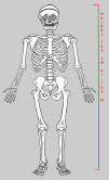 Beethoven's Skeleton